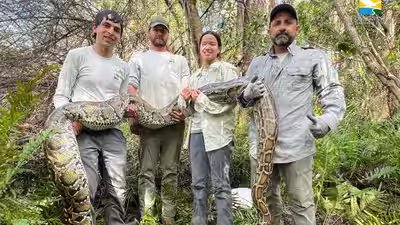 फ्लोरिडा के वैज्ञानिकों ने एवरग्लेड्स में आक्रामक नर को खोजने के लिए मादा बर्मीज अजगरों को जीवित चारा के रूप में इस्तेमाल किया, लेकिन 3 मिलियन कैमरा-ट्रैप तस्वीरों से केवल चार अजगर का पता चला।