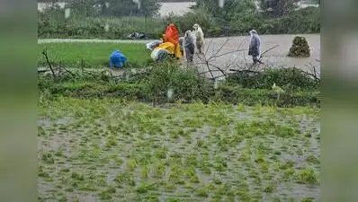 जैसे-जैसे कर-भुगतान करने वाले किसानों का विवरण सामने आता है, ऋण माफी लाभार्थियों की संख्या 1.4 लाख कम हो जाती है मुंबई समाचार