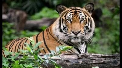 अंतर्राष्ट्रीय बाघ दिवस: यूपी में बाघों की संख्या लगातार बढ़ रही है, सरकार का कहना है