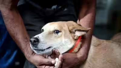 'हर दिन काटने की घटनाएं': दिल्ली HC ने आवारा कुत्तों का मुद्दा उठाया, स्वत: संज्ञान जनहित याचिका शुरू की | भारत समाचार