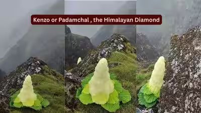 इंसानों से भी लंबा, सात साल में एक बार खिलता है: दुर्लभ हिमालयी 'डायमंड' फूल से मिलें जो प्रकृति को चुनौती देता है