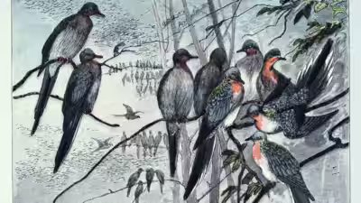 1914 में, उत्तरी अमेरिकी आसमान में एक बार उड़ान भरने के बाद यात्री कबूतर गायब हो गया, जो इतिहास की सबसे बड़ी वन्यजीव हानियों में से एक बन गया।