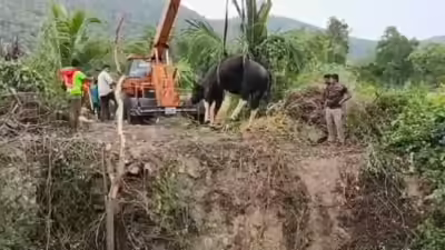 धर्मपुरी के पास खेत के कुएं से गौर को बचाया गया | कोयंबटूर समाचार